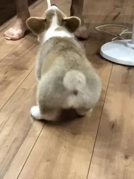 ハマッハ 様のお迎えした子犬