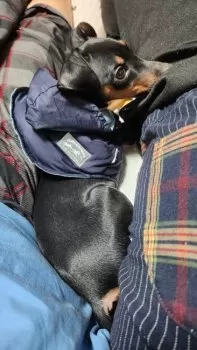 ふみ 様のお迎えした子犬