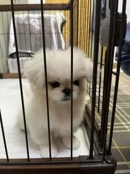 かみやま 様のお迎えした子犬