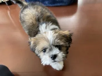 nonoL 様のお迎えした子犬