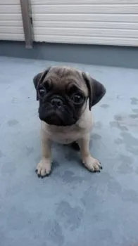 シゲマキ 様のお迎えした子犬