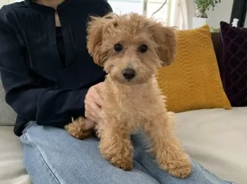 T.K 様のお迎えした子犬