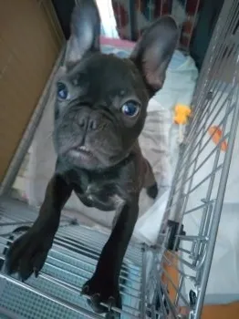 フィットフイラリア 様のお迎えした子犬