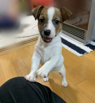 内田美紀ブリーダーの評価一覧 口コミ 評判 全犬種 全116件中 21 30件目を表示 みんなのブリーダー みんなのブリーダー