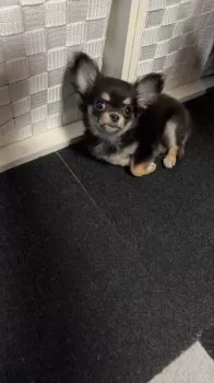 Y.H 様のお迎えした子犬