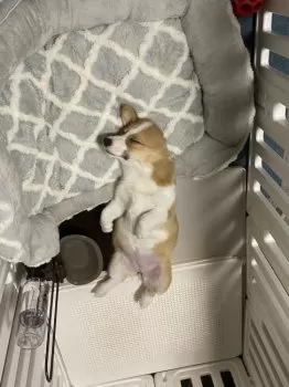 canchanchin 様のお迎えした子犬