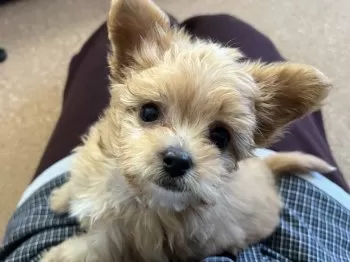 花ももちゃん 様のお迎えした子犬