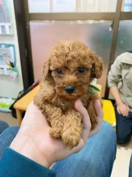ゆうじん 様のお迎えした子犬