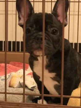 K.G 様のお迎えした子犬