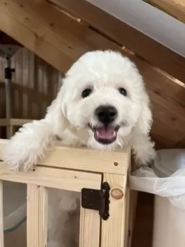 co blue 様のお迎えした子犬