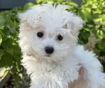 リカ 様のお迎えした子犬