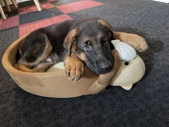 テチパパ 様のお迎えした子犬