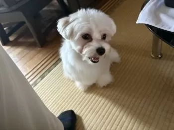 ジュニア 様のお迎えした子犬