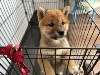 Y.O 様のお迎えした子犬