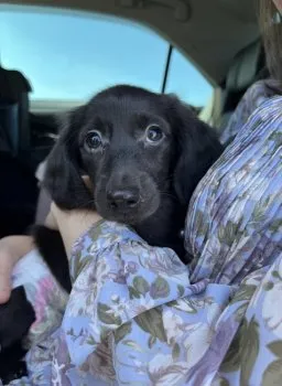 E 様のお迎えした子犬