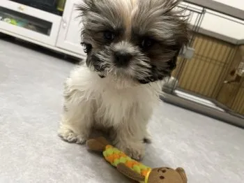 C.I 様のお迎えした子犬