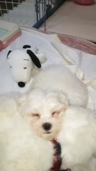 りこ 様のお迎えした子犬