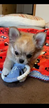 トモミ 様のお迎えした子犬