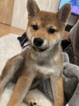 A.S 様のお迎えした子犬