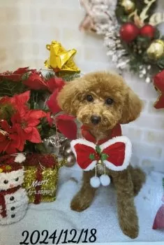 はな 様のお迎えした子犬