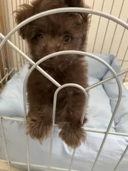 SY 様のお迎えした子犬