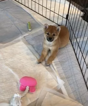 K.K 様のお迎えした子犬