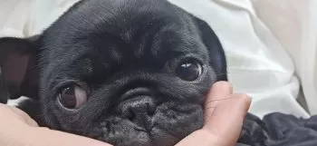 あお 様のお迎えした子犬