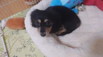 もなか 様のお迎えした子犬