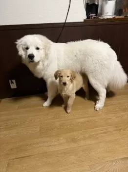 いーちゃん 様のお迎えした子犬