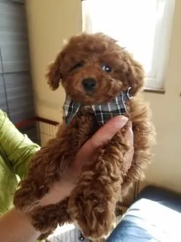 ゆめ 様のお迎えした子犬