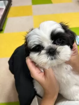 S.N 様のお迎えした子犬