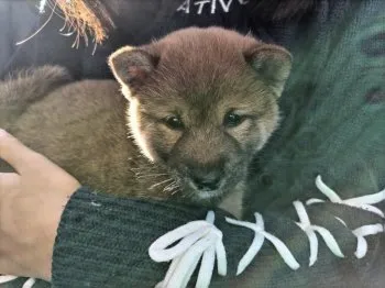 なかじま 様のお迎えした子犬