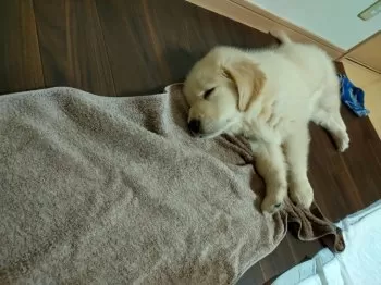 モンド 様のお迎えした子犬