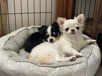 M.B 様のお迎えした子犬