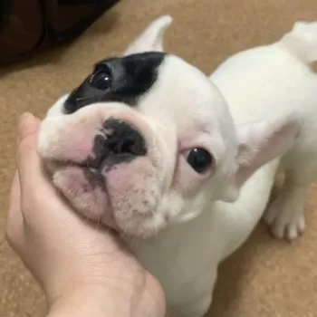 桜 様のお迎えした子犬