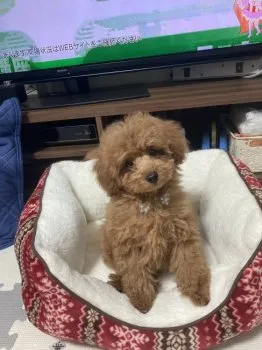 I.Y 様のお迎えした子犬