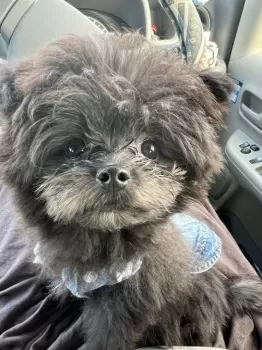 H.T 様のお迎えした子犬