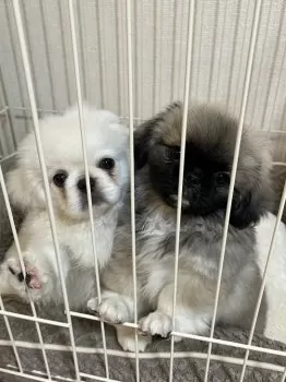 Misaki 様のお迎えした子犬
