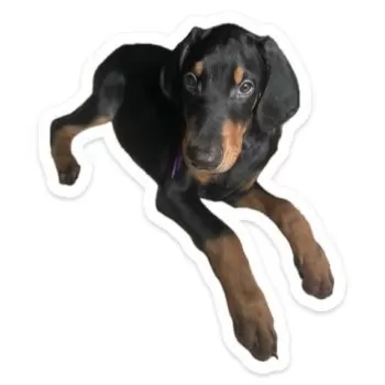 S.T 様のお迎えした子犬