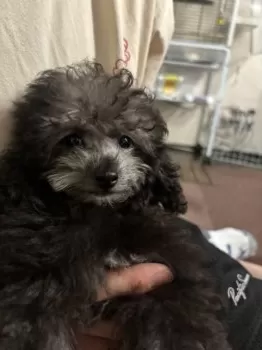 吉田 様のお迎えした子犬