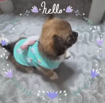usagi 様のお迎えした子犬