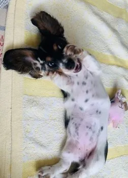 ナオ 様のお迎えした子犬