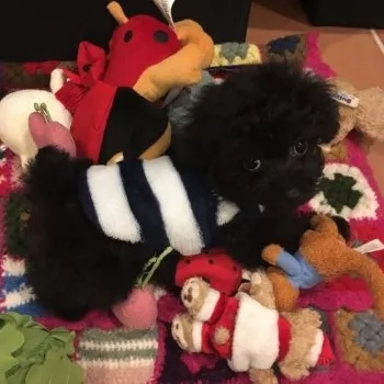 朋子 様のお迎えした子犬