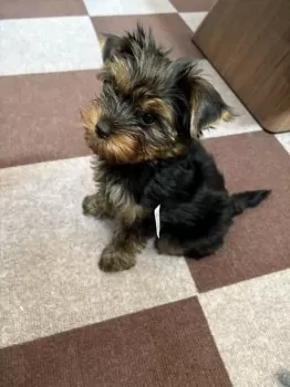 ゆーボン 様のお迎えした子犬