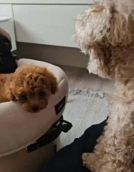 mm 様のお迎えした子犬