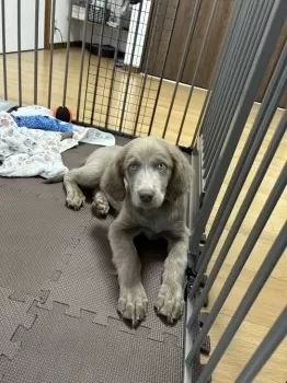 C.H 様のお迎えした子犬