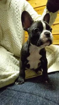F.K 様のお迎えした子犬