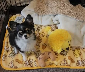 ニコ 様のお迎えした子犬