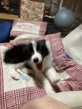 はなちゃん 様のお迎えした子犬