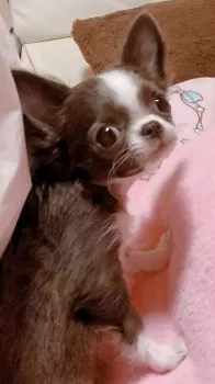 M.S 様のお迎えした子犬